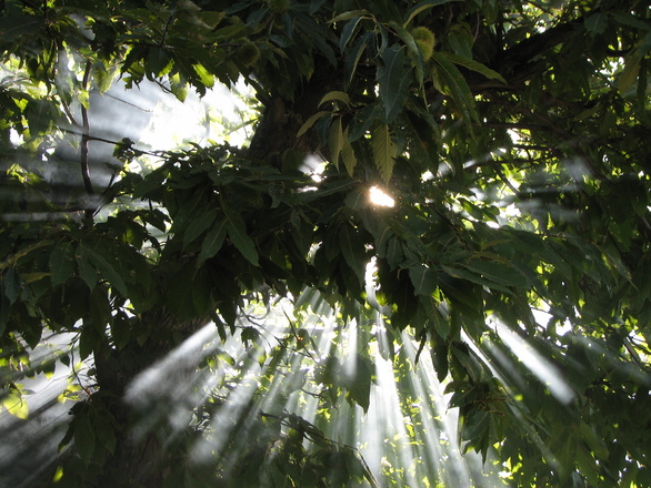 Poty promove plantio de árvores nativas. Foto: Freepik